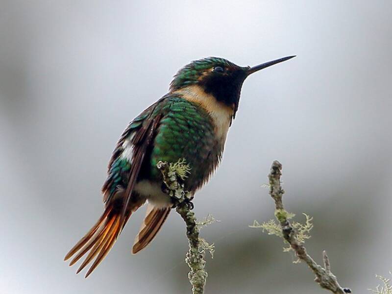 Colibri astre, Photos 3