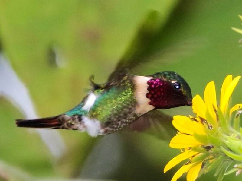 Colibri astre, Photos 2