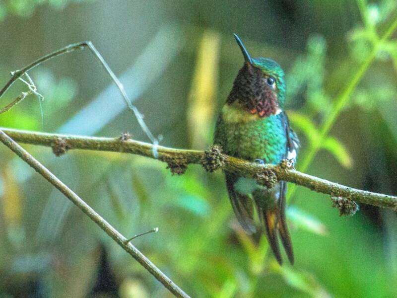 Colibri astre, Photos 4