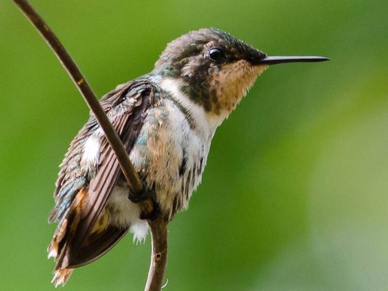 Colibri astre