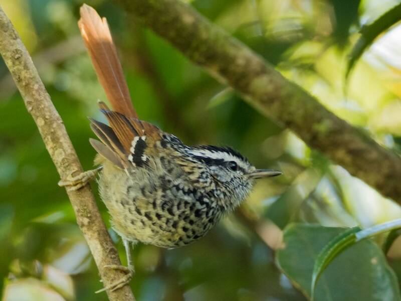Rufous-tailed Antbird, 照片 3