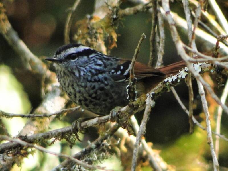 Rufous-tailed Antbird, 照片 2