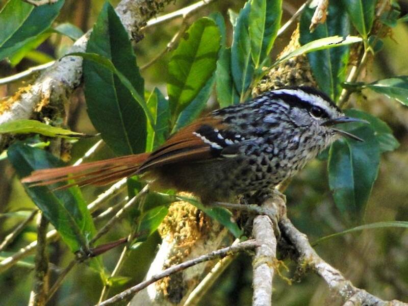 Rufous-tailed Antbird