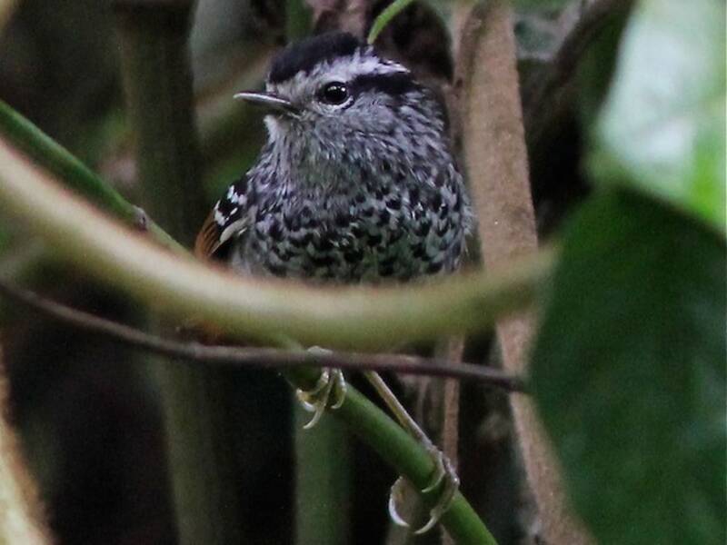 Rufous-tailed Antbird, 照片 4
