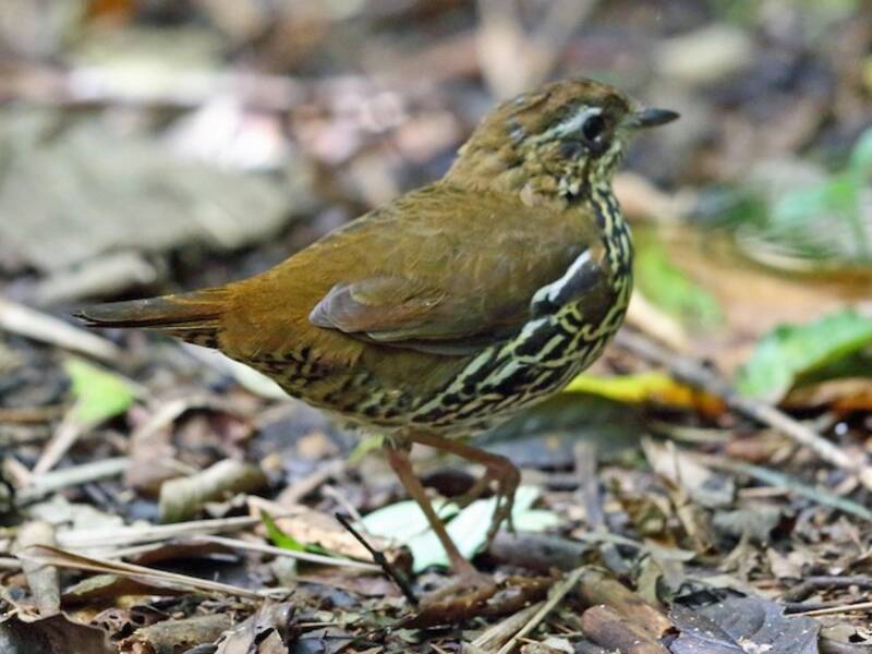 Antpitta codarossiccia, Foto 2