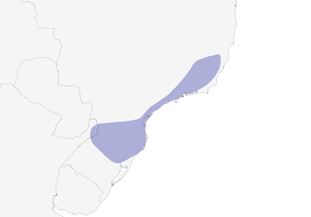 Antpitta codarossiccia, Distribuzione 1