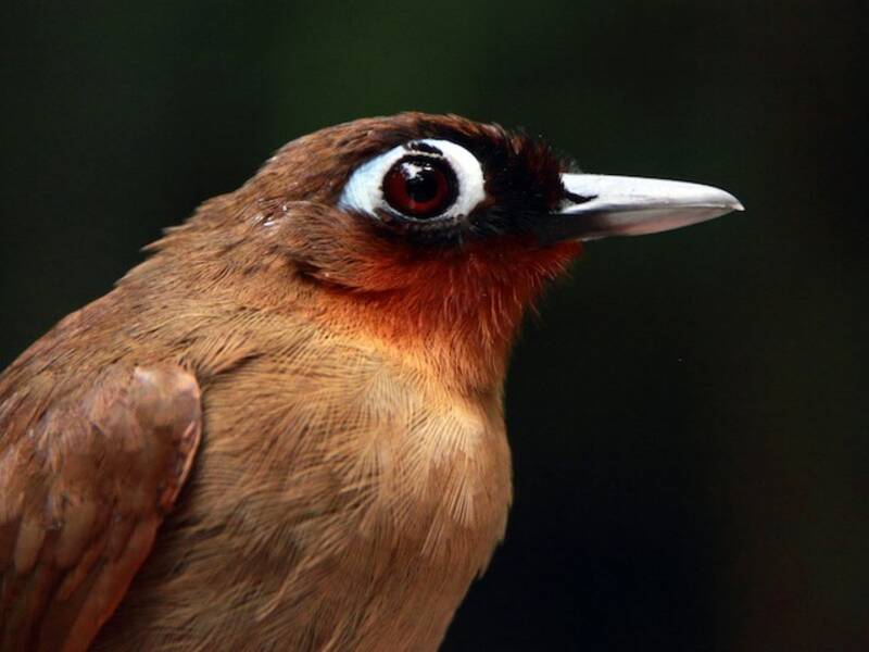 Rotkehl-Ameisenvogel