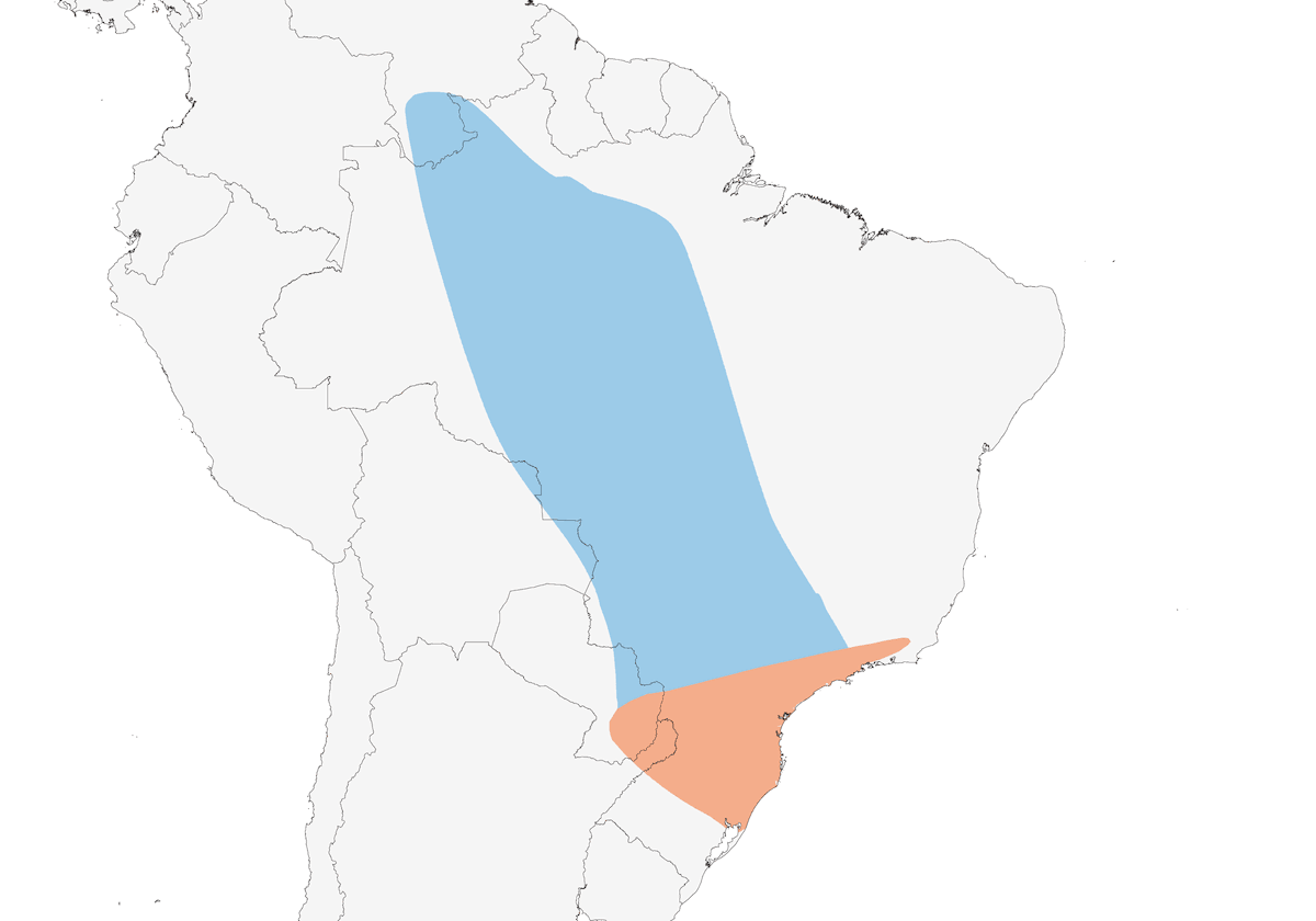 Atila Colirrufo, Distribución 1