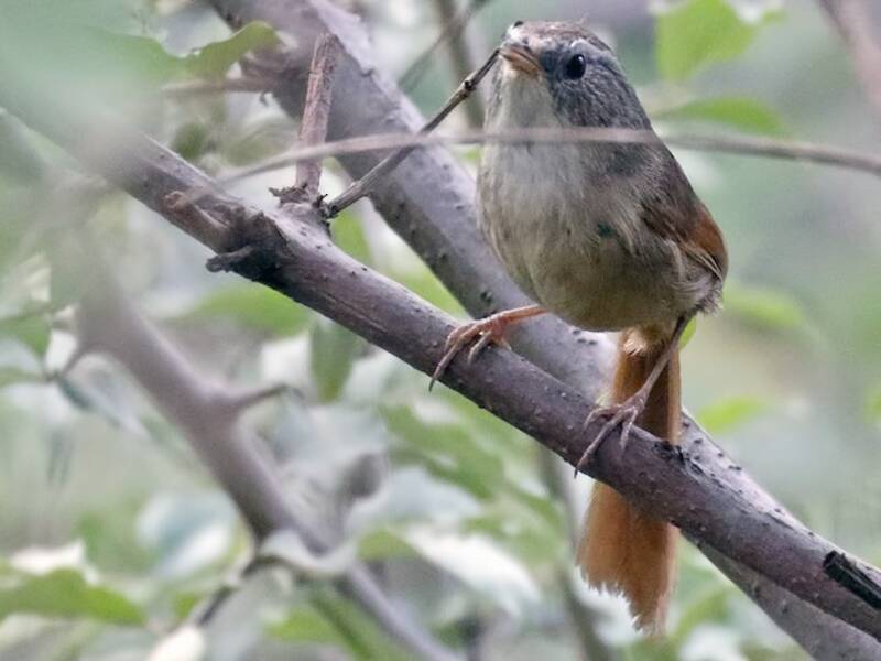 Garrulo codarossiccia, Foto 3