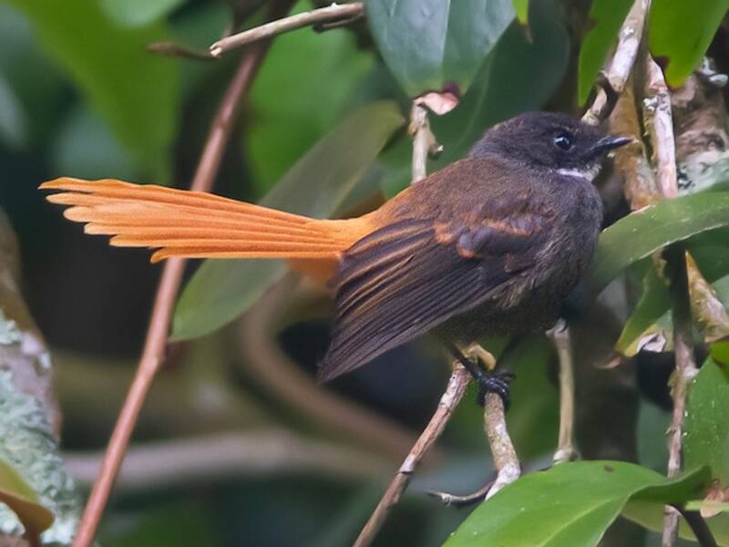 Rufous-tailed Fantail, 照片 3