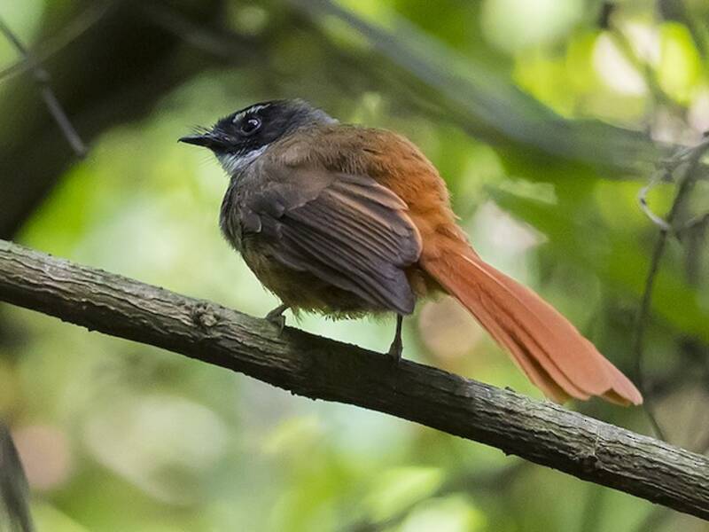 Rufous-tailed Fantail, 照片 4