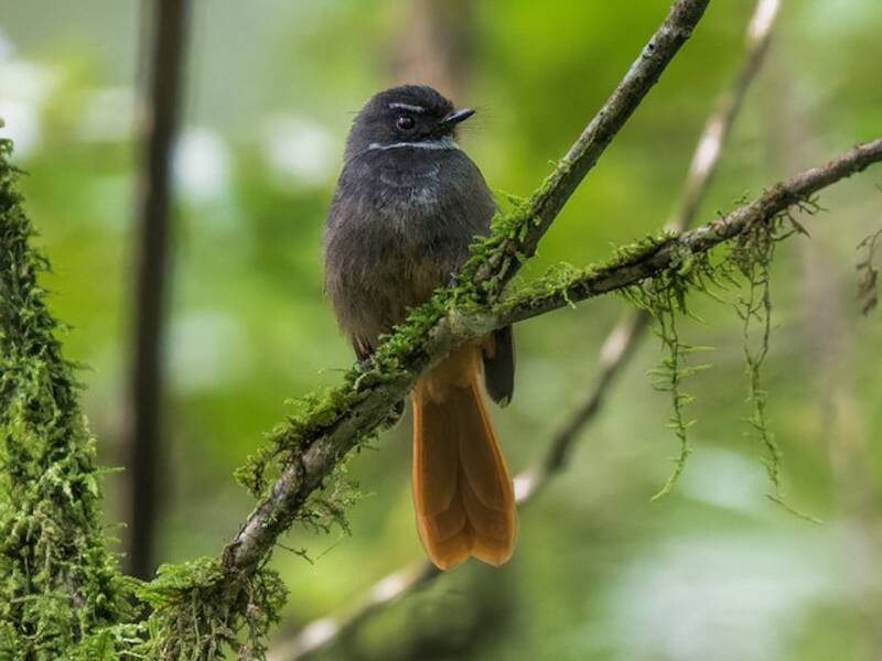 Rufous-tailed Fantail