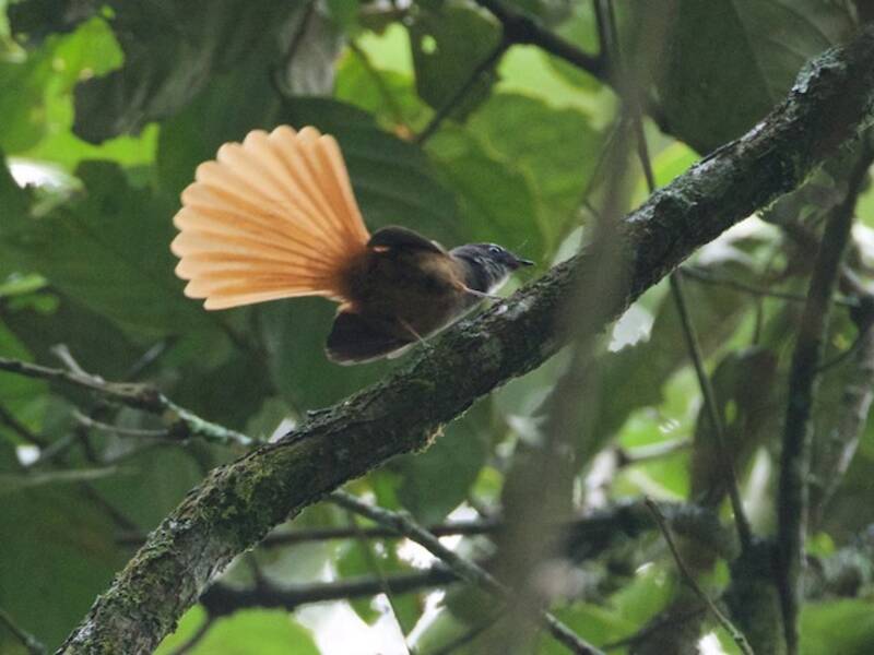 Rufous-tailed Fantail, 照片 2