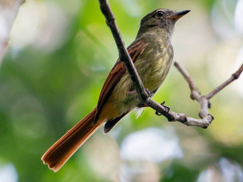 Becco piatto codarossiccia