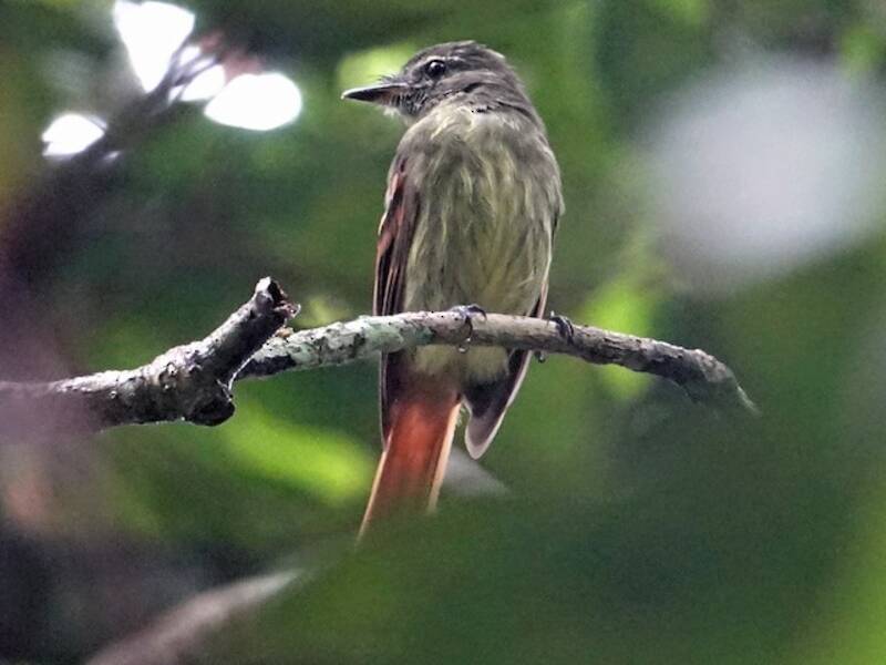 Becco piatto codarossiccia, Foto 2