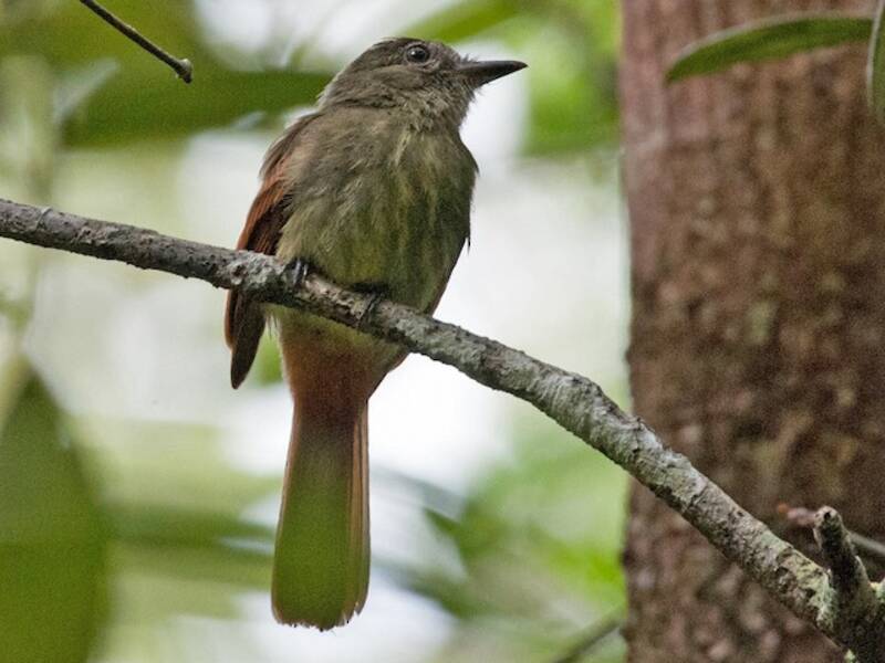Becco piatto codarossiccia, Foto 4