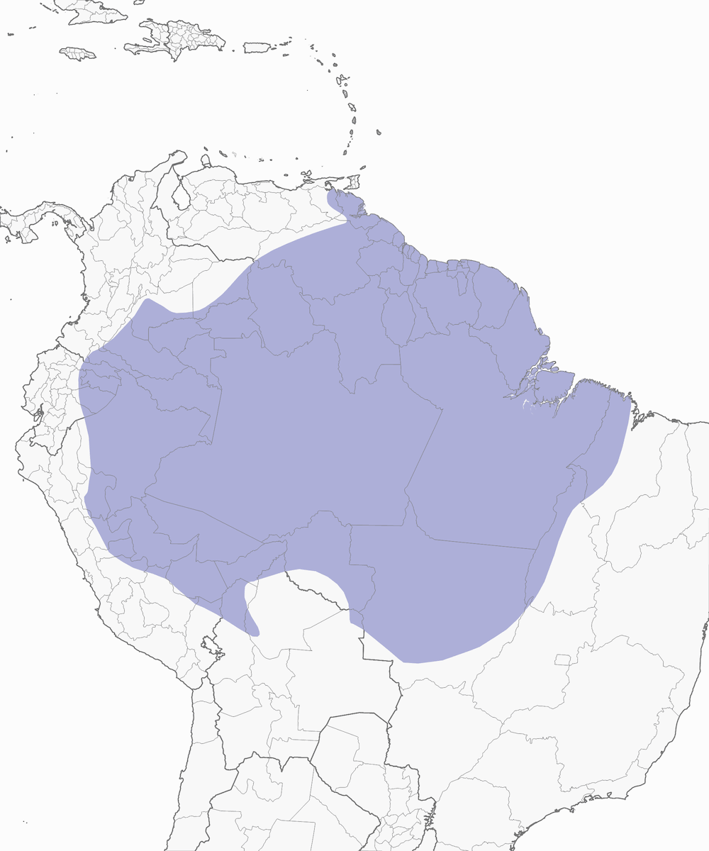 Becco piatto codarossiccia, Distribuzione 1