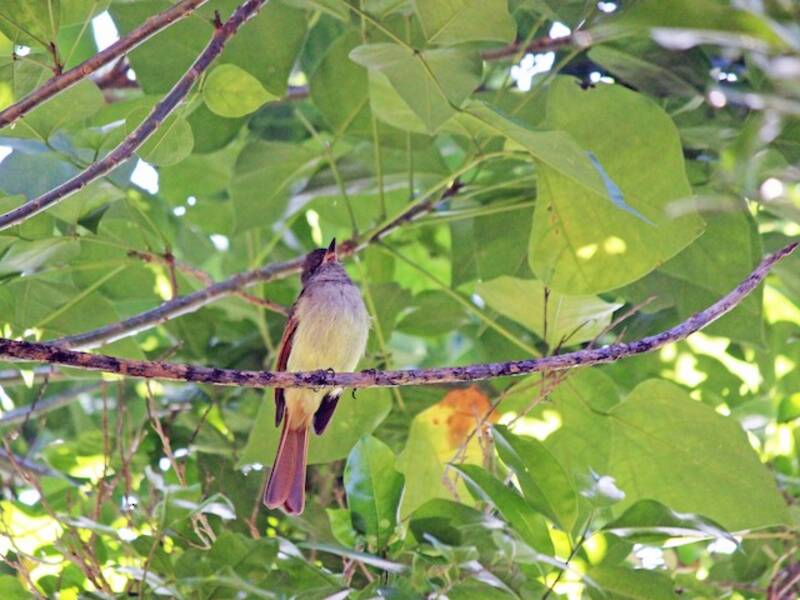 Rufous-tailed Flycatcher