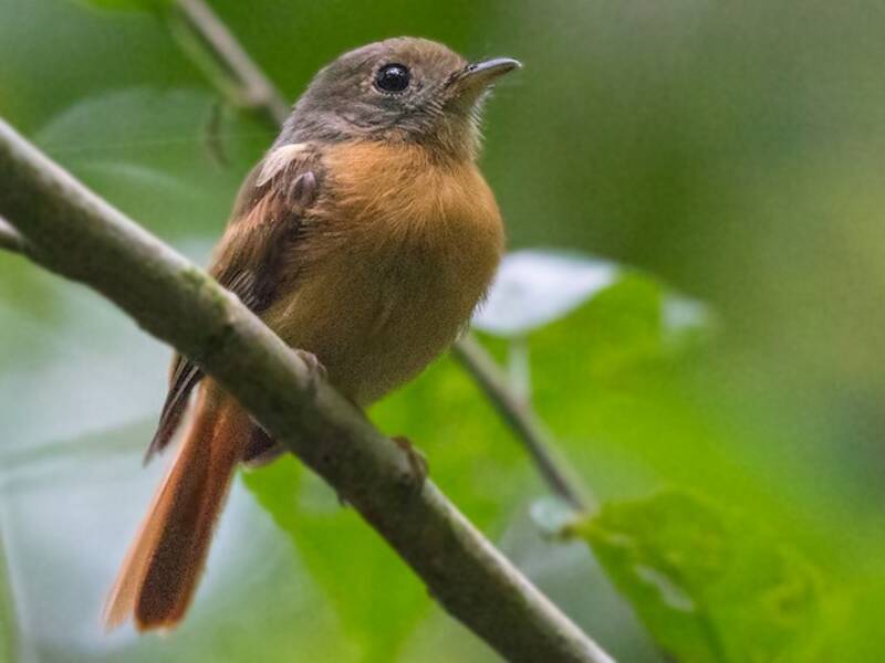 Ruddy-tailed Flycatcher