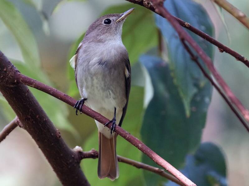 Rusty-tailed Flycatcher, 照片 2