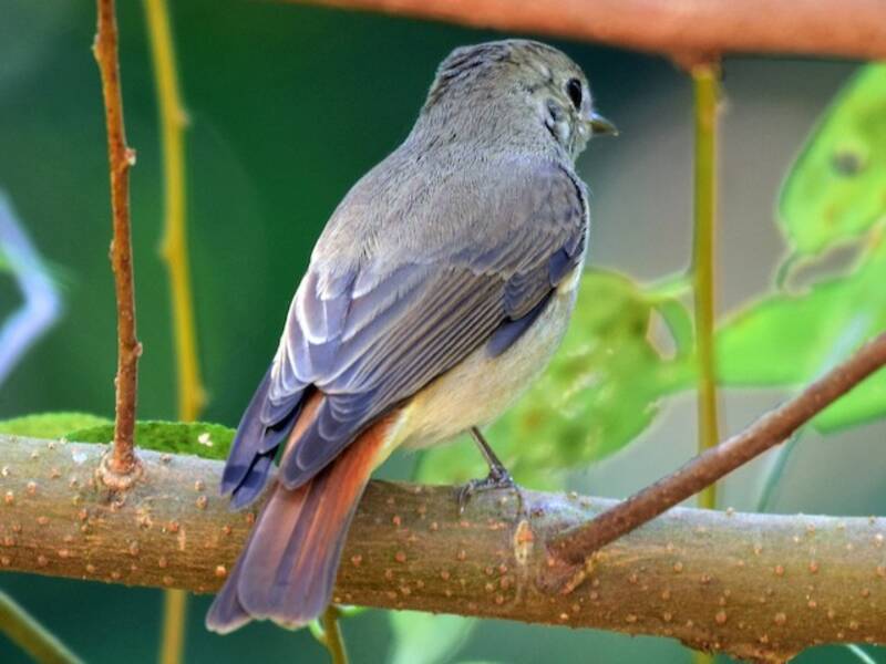 Rusty-tailed Flycatcher, 照片 3
