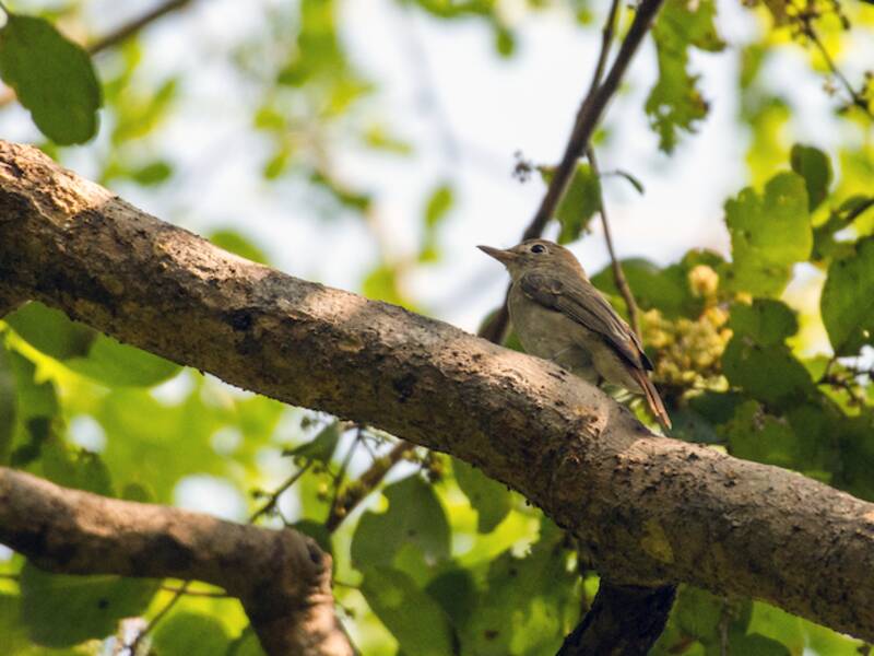 Rusty-tailed Flycatcher, 照片 4