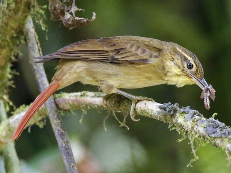 Rufous-tailed Foliage-gleaner (Anabacerthia ruficaudata)