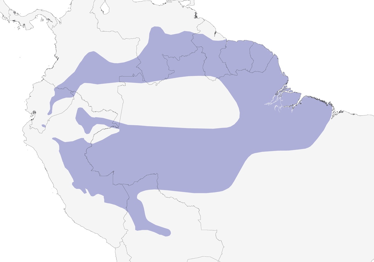 Hojarasquero Colirrufo, Distribución 1