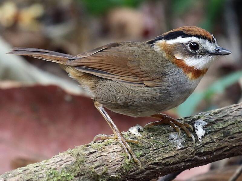 Fulvetta à gorge rousse, Photos 3