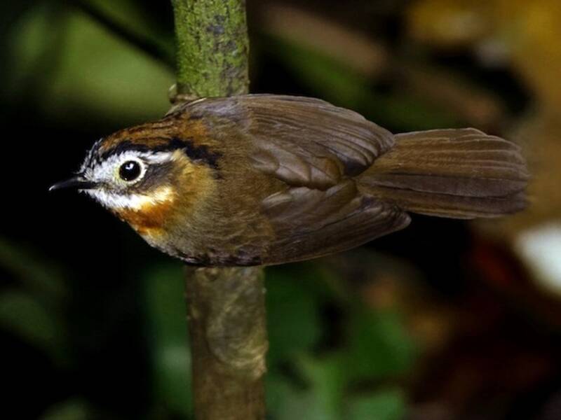 Fulvetta à gorge rousse, Photos 4
