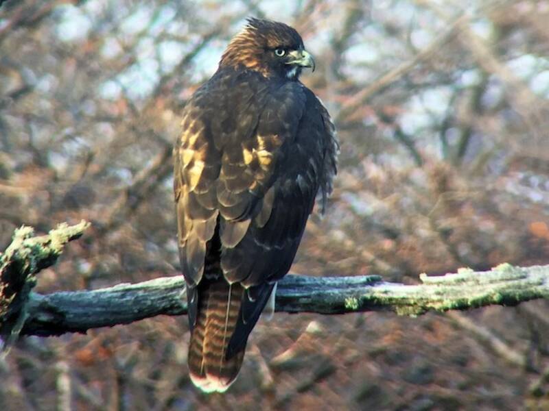 Rufous-tailed Hawk