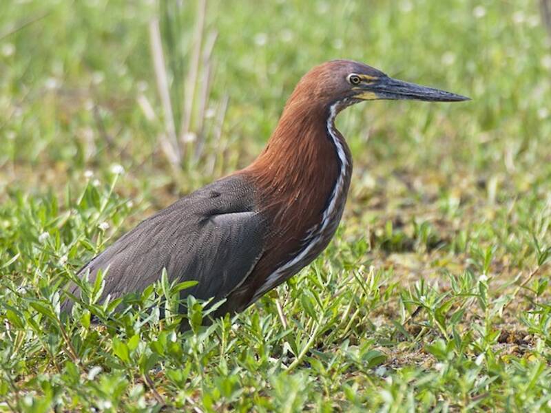 Rufescent Tiger-Heron