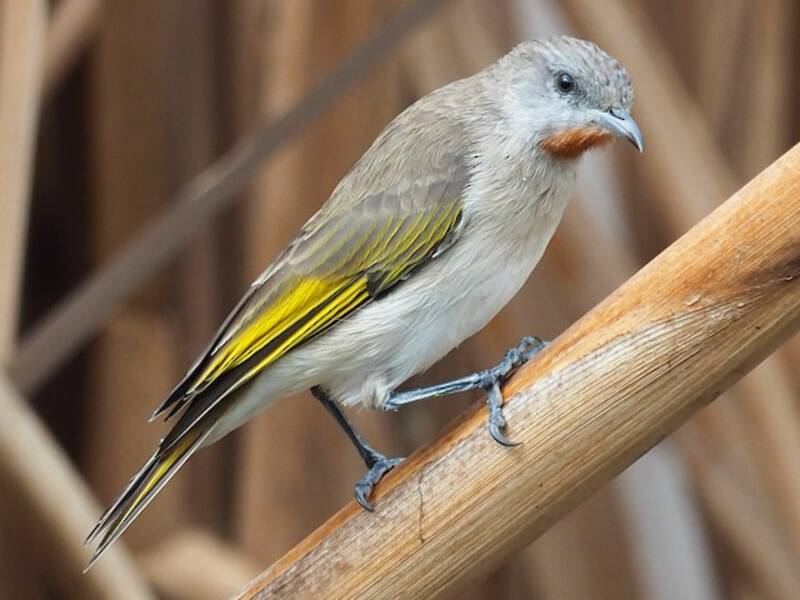 Rufous-throated Honeyeater, Photos 4