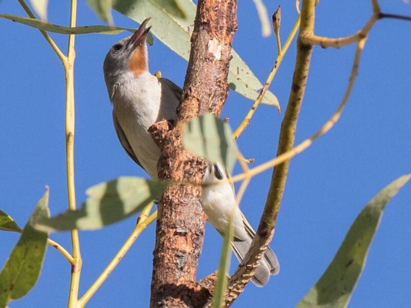 Rufous-throated Honeyeater, Photos 2