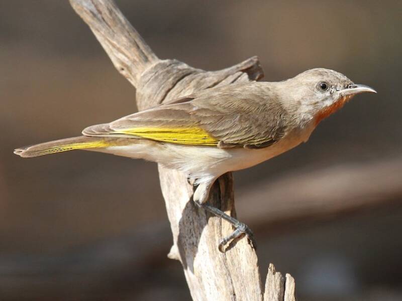 Rufous-throated Honeyeater, Photos 3
