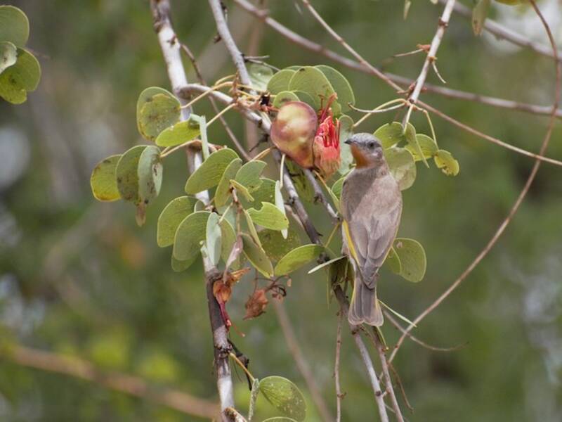 Rufous-throated Honeyeater - Conopophila rufogularis