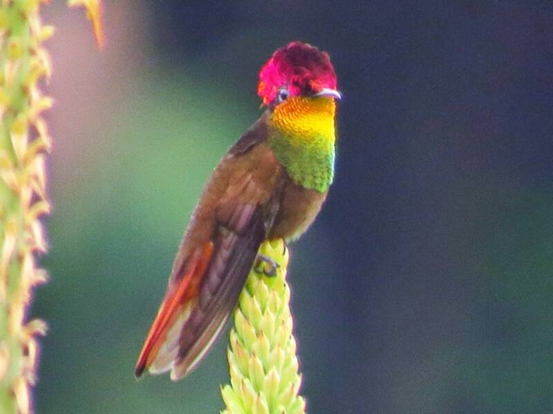 Rubintopaskolibri, Fotos 2