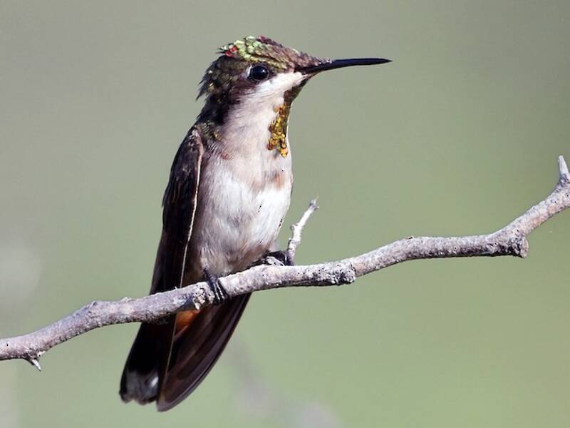 Colibrì rubino-topazio