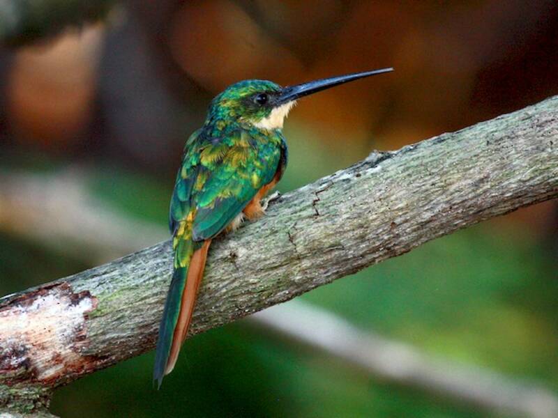 Jacamar colirrufo, Fotos 4