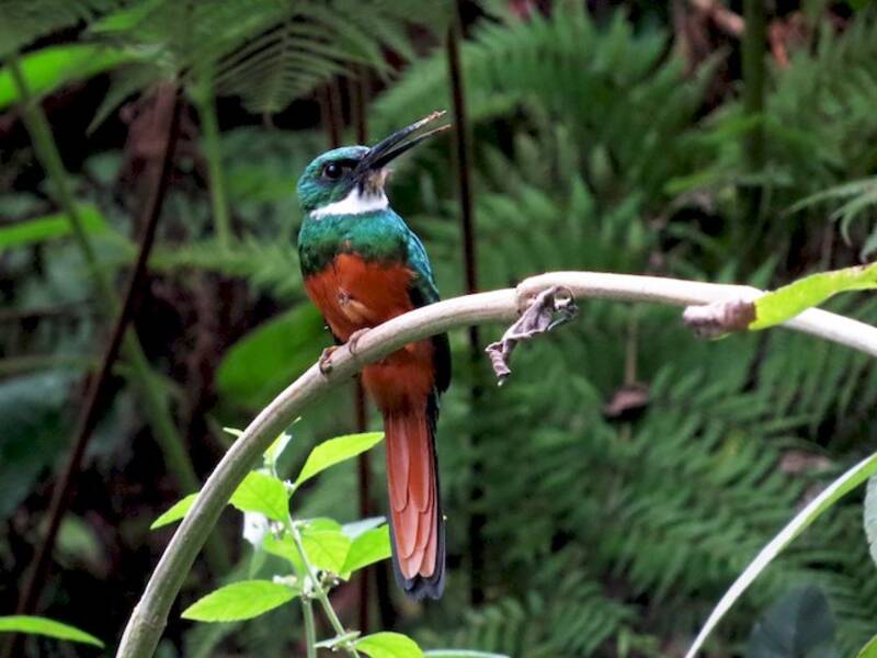 Jacamar colirrufo, Fotos 2