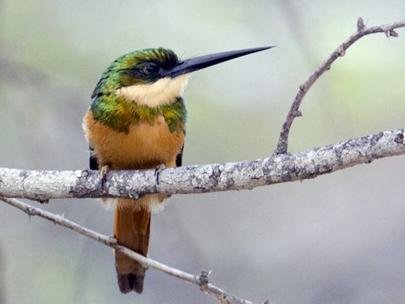 Jacamar colirrufo, Fotos 3