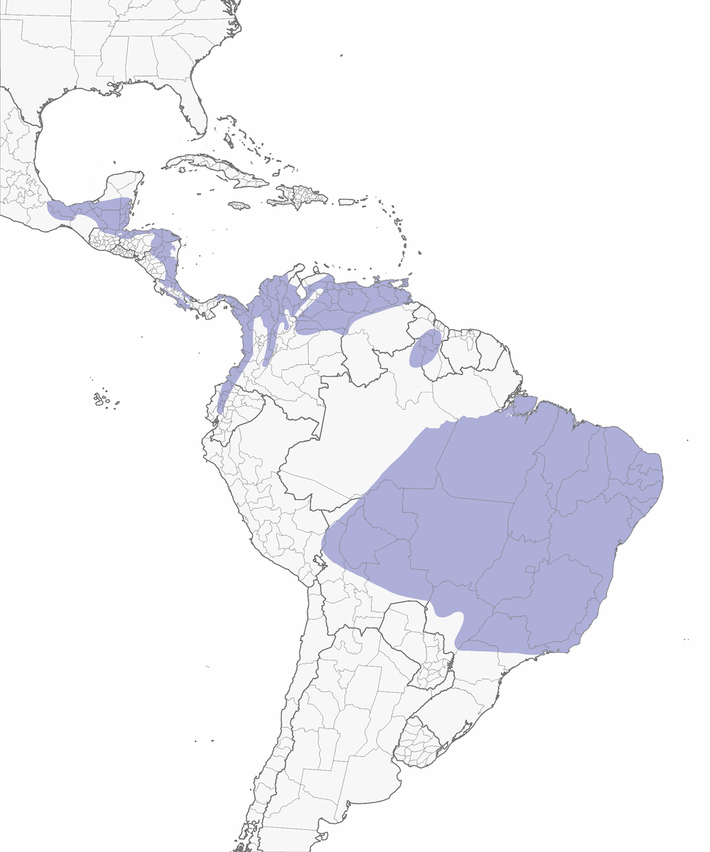 Jacamar colirrufo, Distribución 1