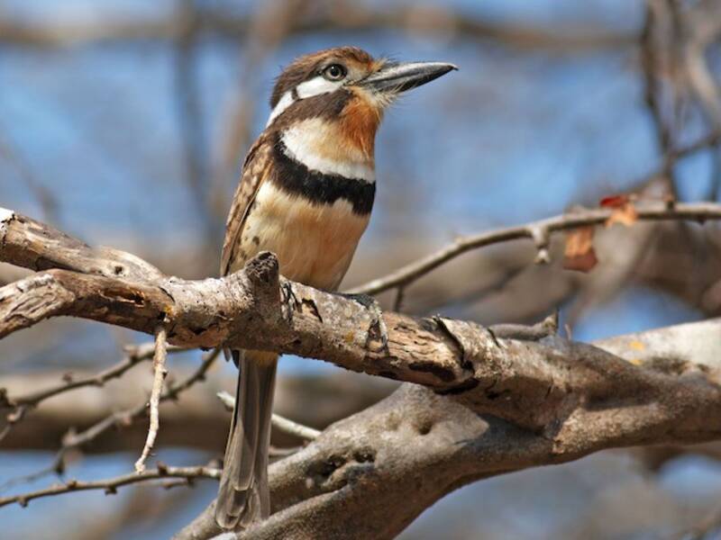 Russet-throated Puffbird, Photos 3