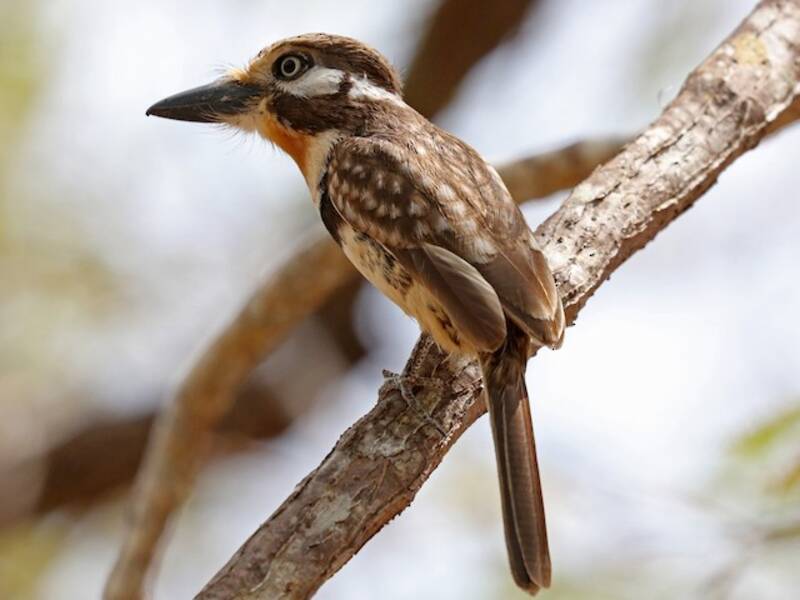Russet-throated Puffbird, Photos 2