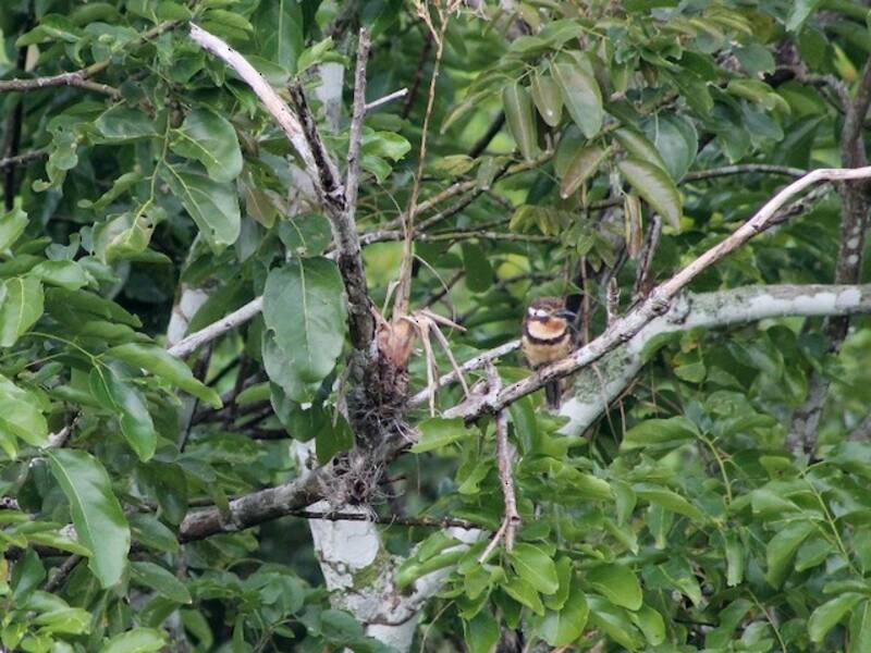 Russet-throated Puffbird, Photos 4