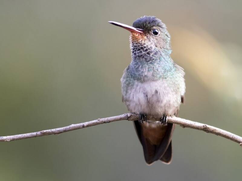 Rufous-throated Sapphire