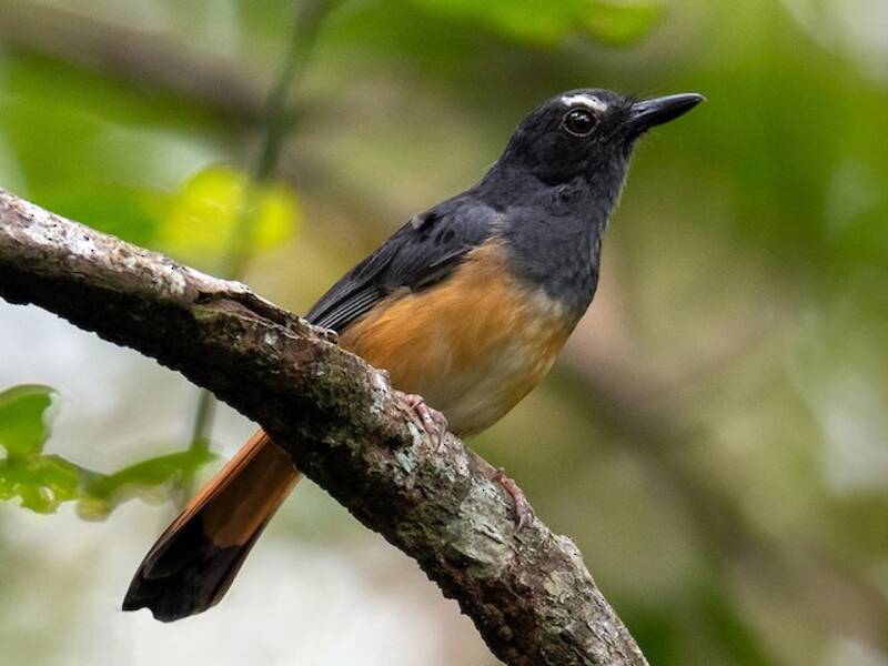 Rufous-tailed Shama, Photos 3