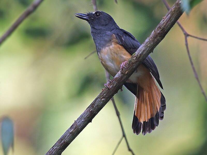 Rufous-tailed Shama, Photos 2