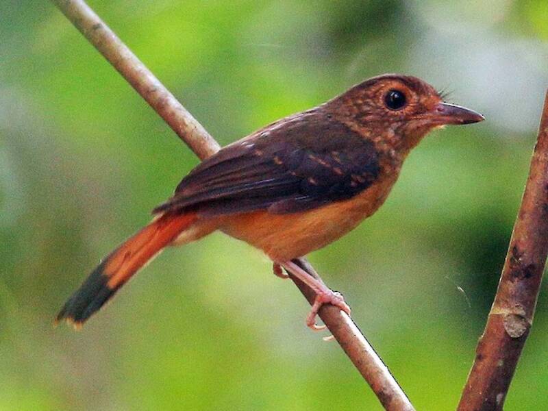 Rufous-tailed Shama, Photos 4