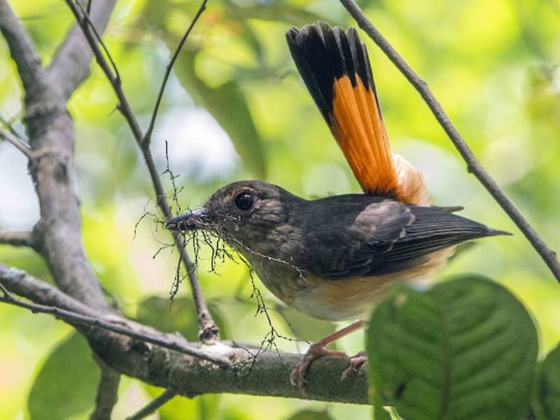 Rufous-tailed Shama